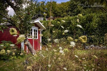Garten im August 2020