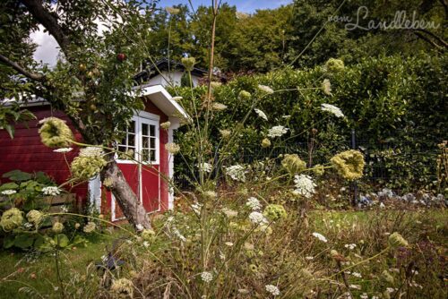 Garten im August 2020