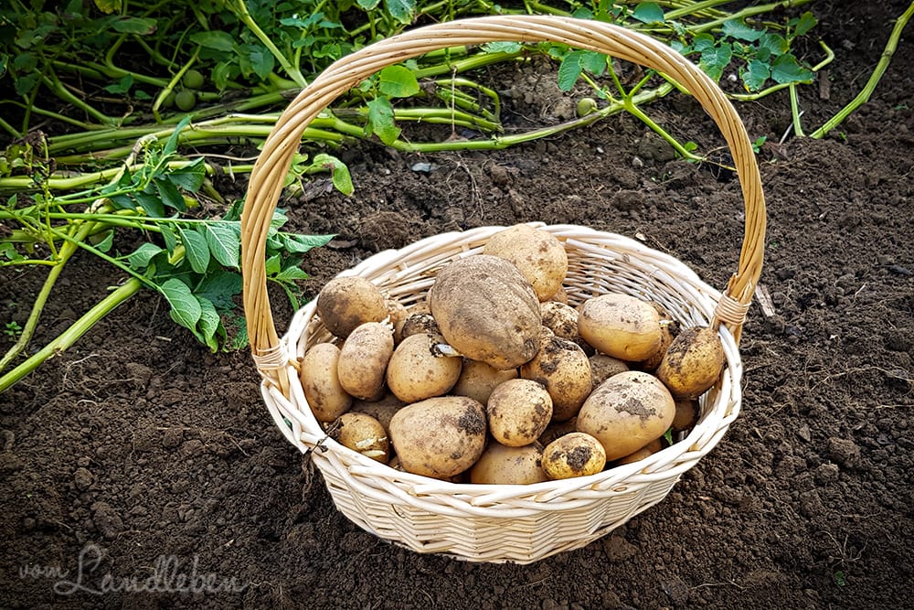 Kartoffelernte