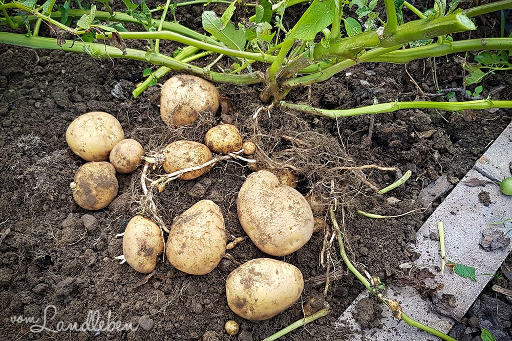 Kartoffelernte