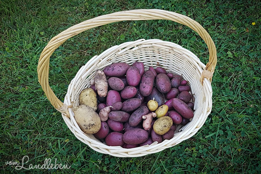Kartoffelernte