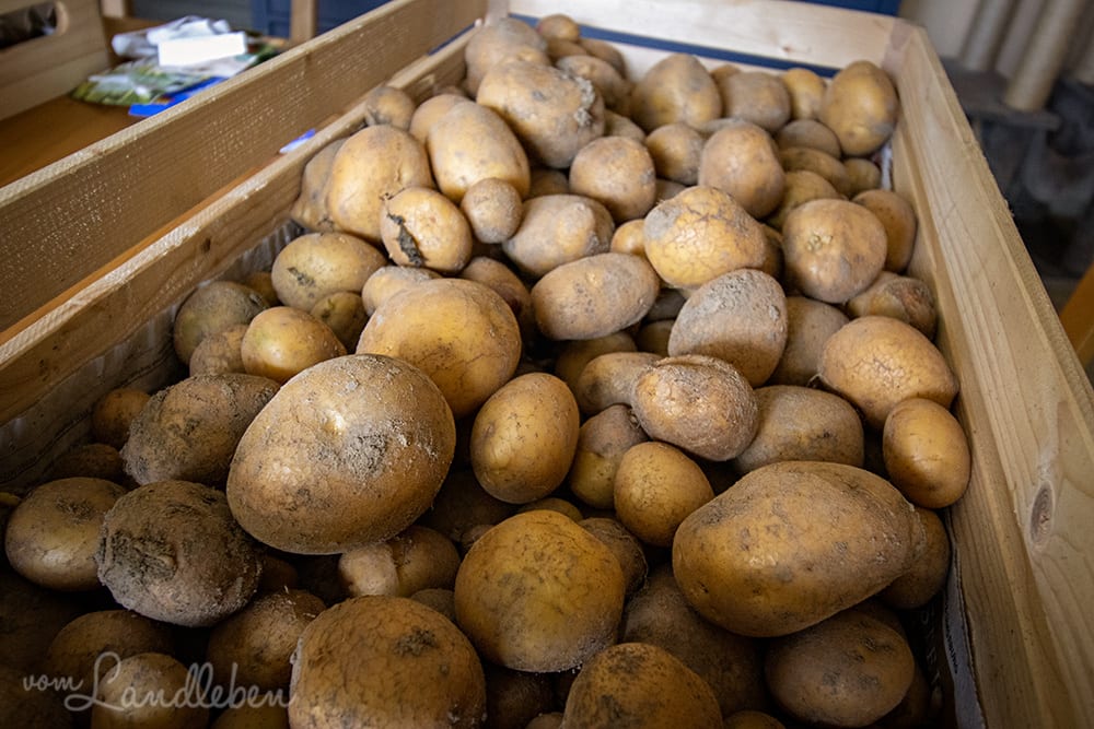 Kartoffelernte