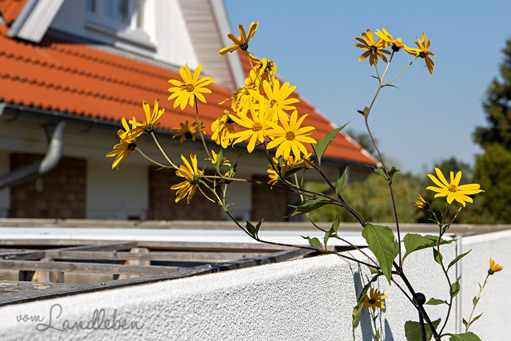 Topinambur-Blüte
