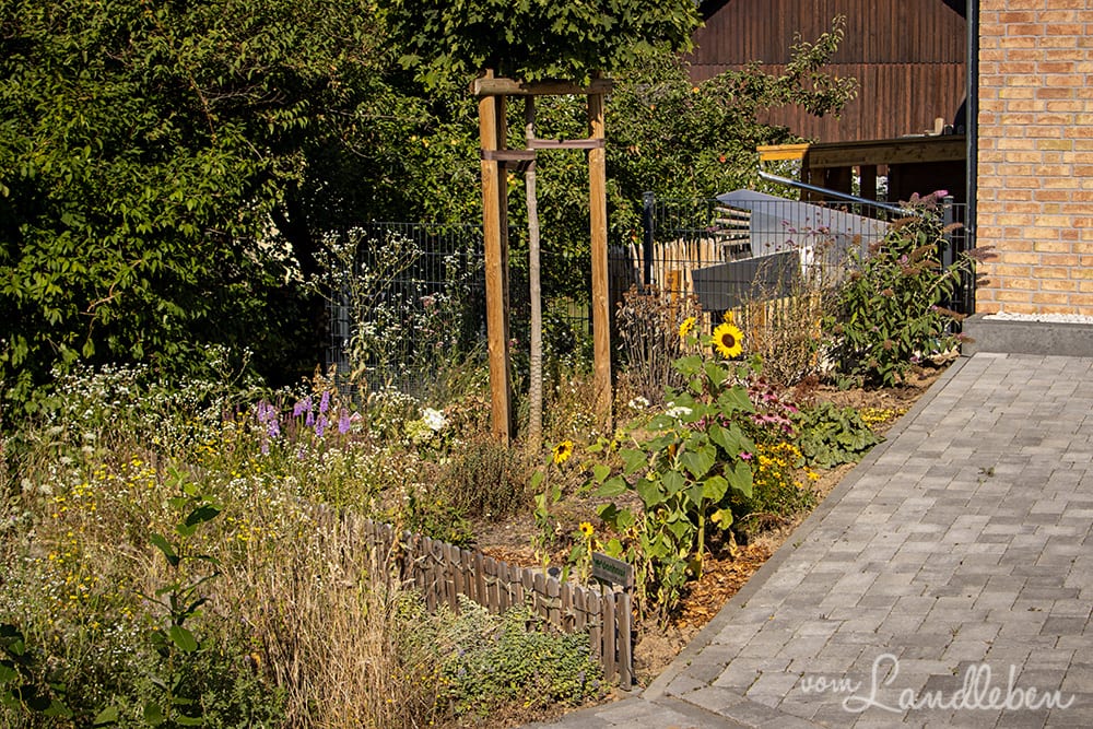 Vorgarten im August 2020