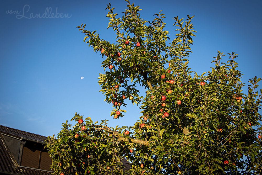 Apfelbaum im September 2020
