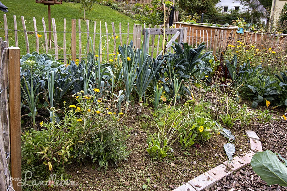 Bauerngarten im September 2020