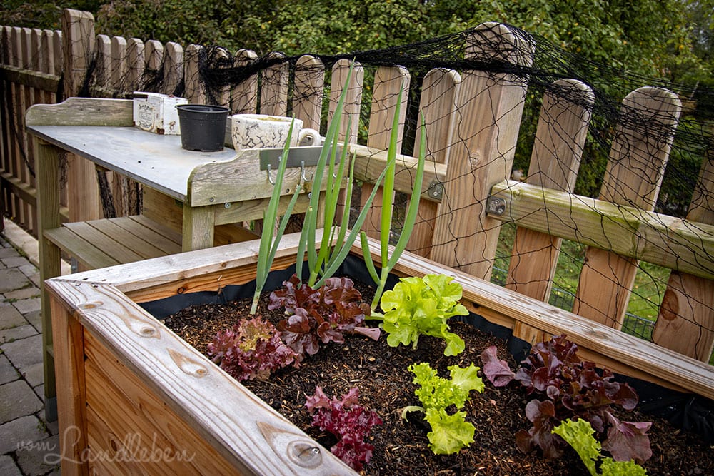 Salat im Hochbeet