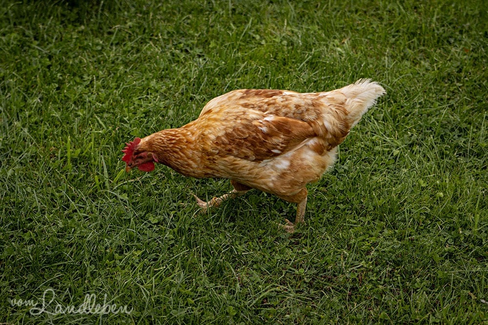 Hühner im Garten