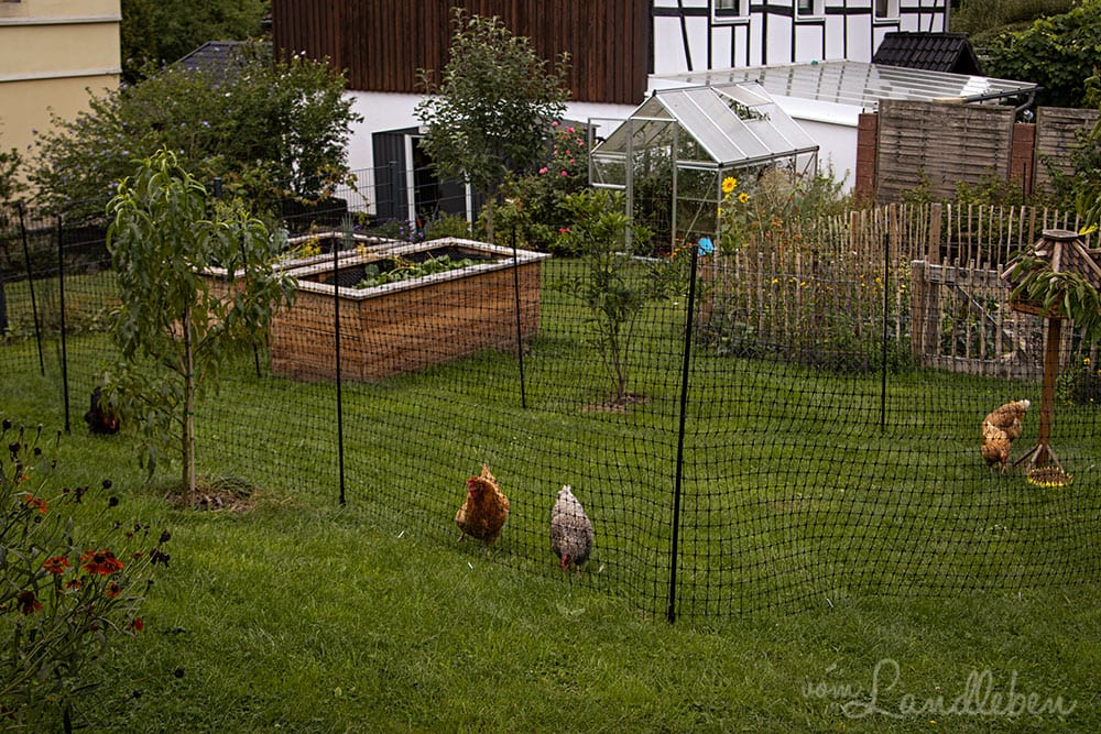 Hühner im Garten