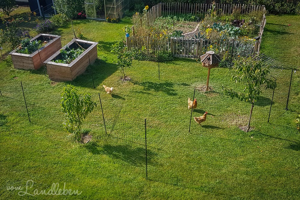 Hühner im Garten