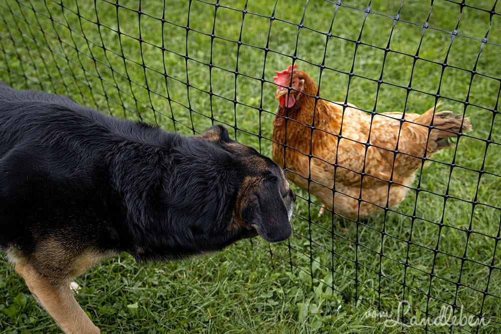 Unser Hund und unsere Hühner