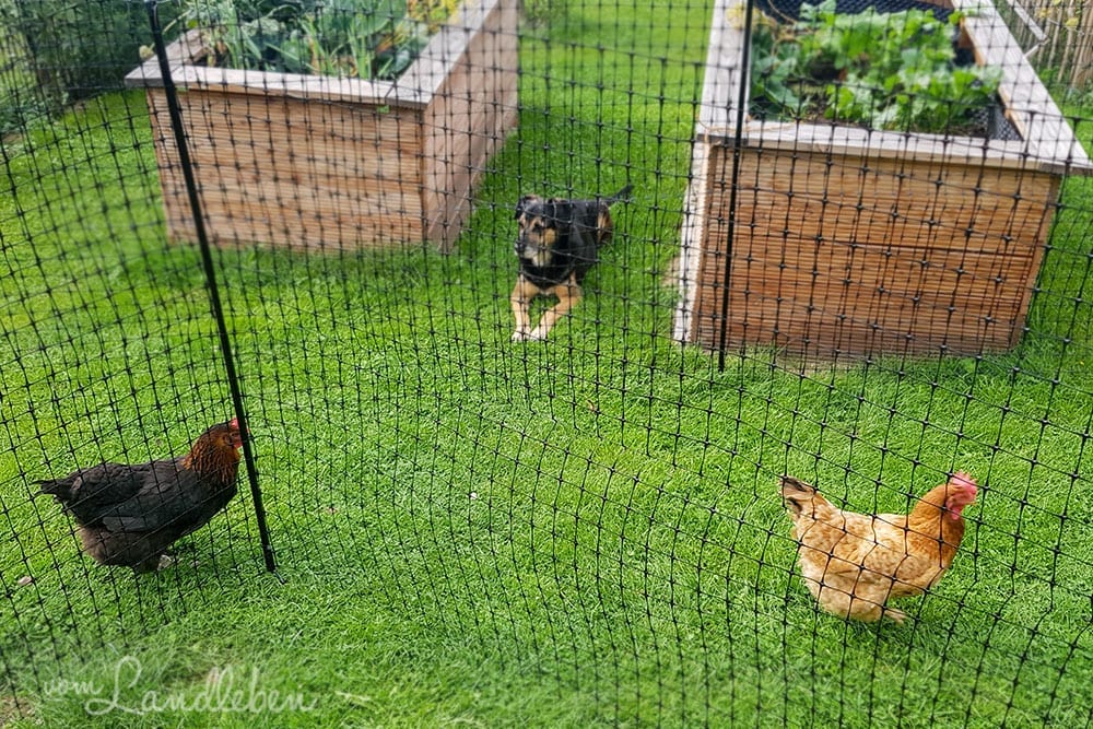 Unser Hund und unsere Hühner