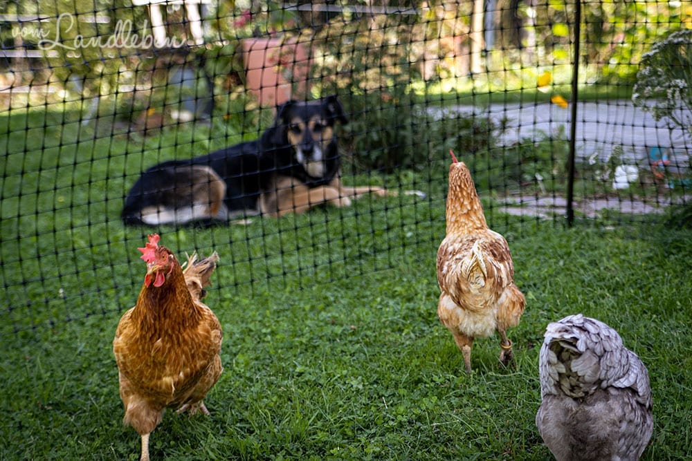 Unser Hund und unsere Hühner