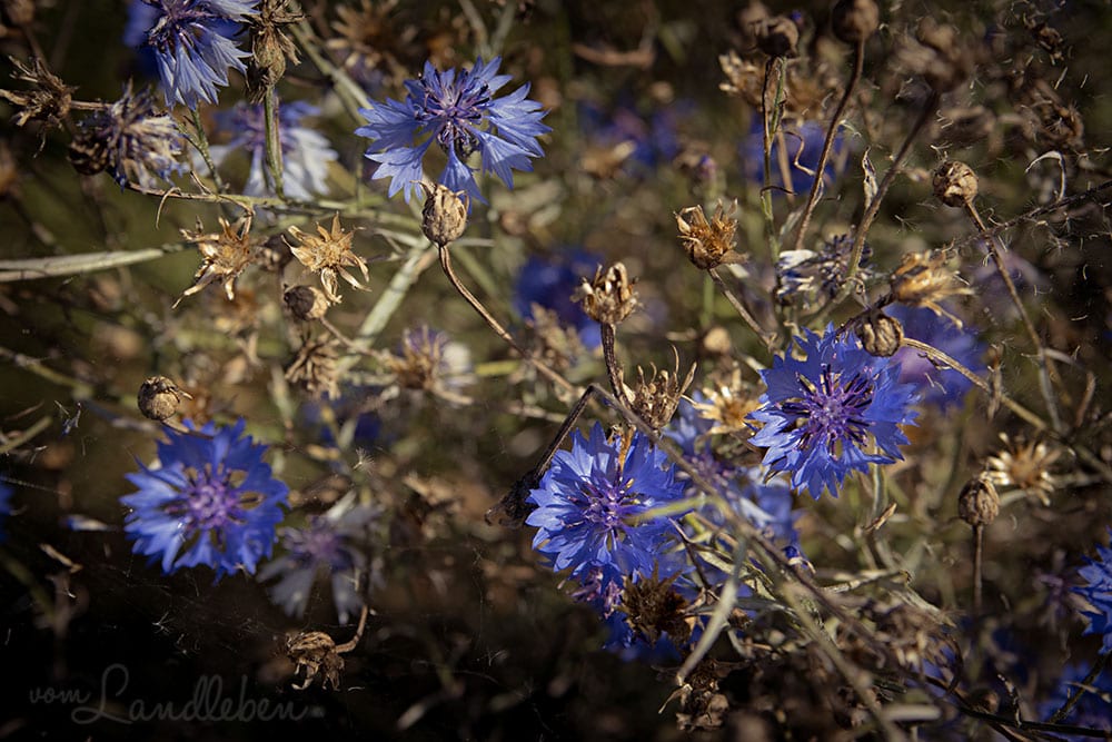 Kornblumen