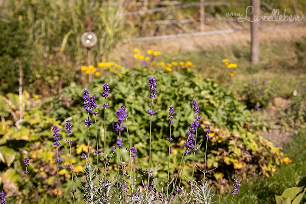 Lavendelblüte im September 2020