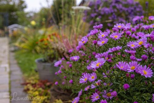 Astern im Mittelgarten - September 2020