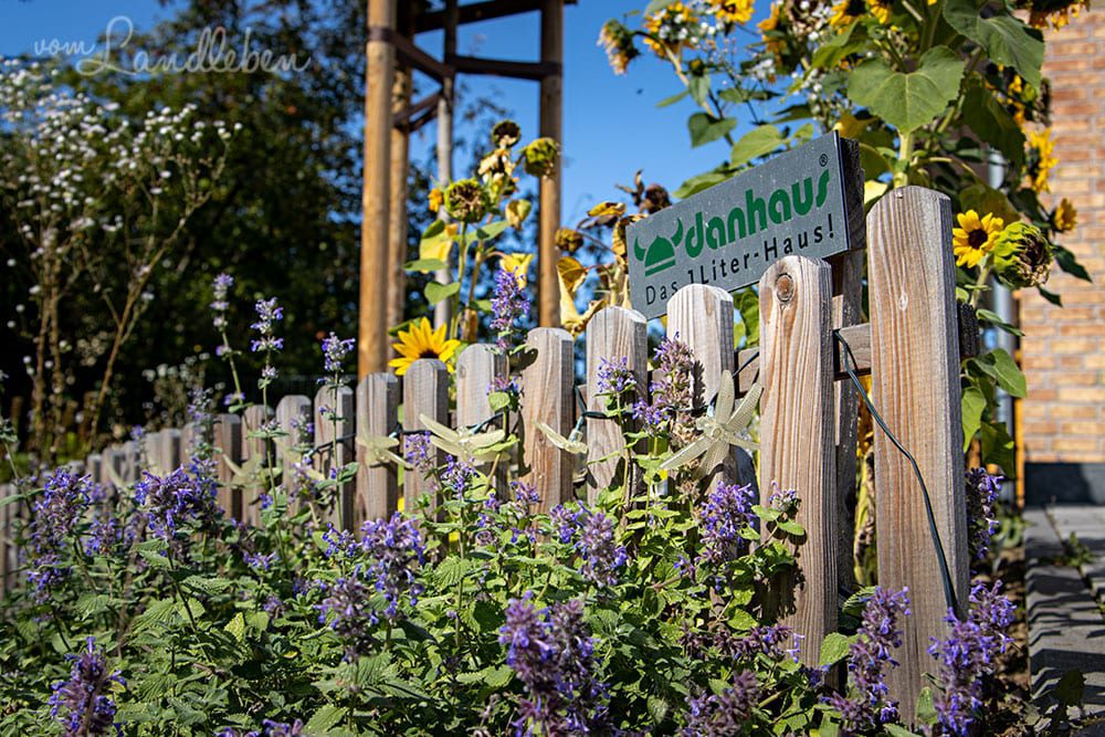 Sonnenblumen und Katzenminze