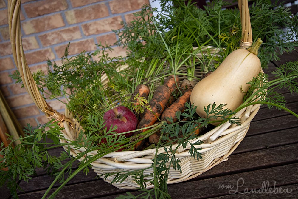Ernte im Oktober: Möhren, Kürbis, Äpfel