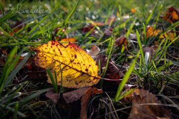 Garten im Oktober 2020