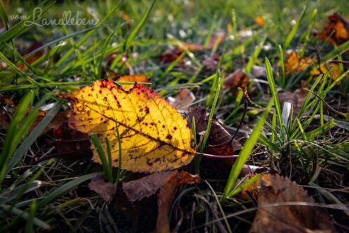Garten im Oktober 2020
