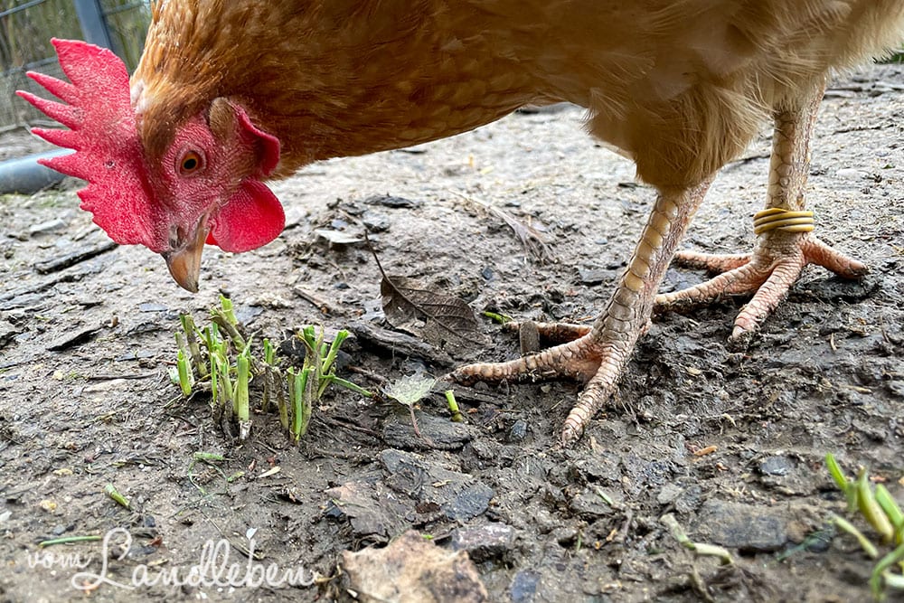 Huhn pickt Knoblauch