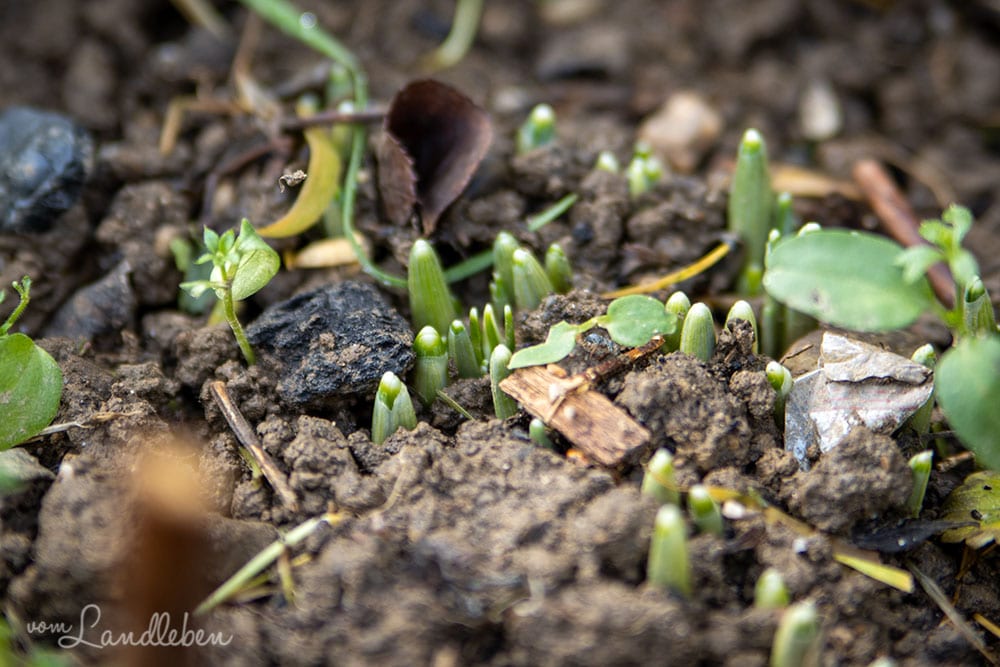 Keimende Schneeglöckchen