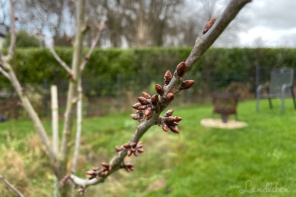 Knospen an der Kirsche