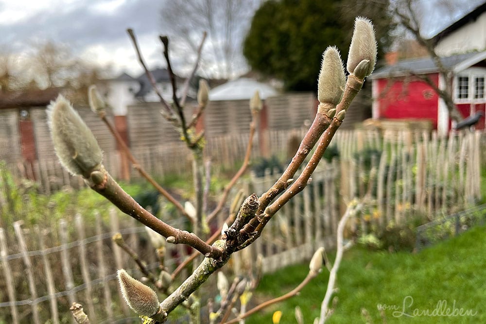 Knospen an der Magnolie