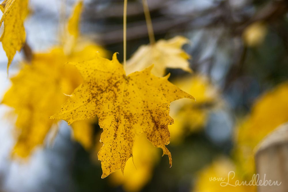 Herbstlaub - Kugelahorn