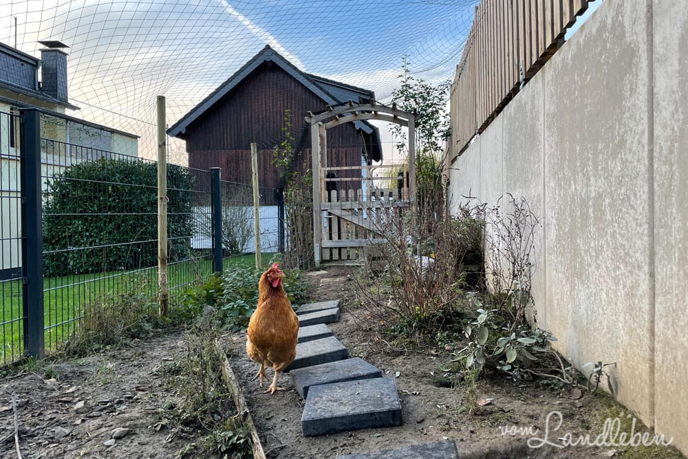 Weg im Hühnergarten