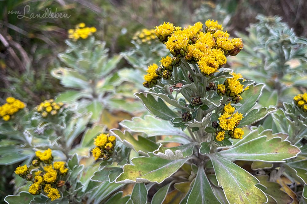 Gold-und-Silber-Chrysantheme