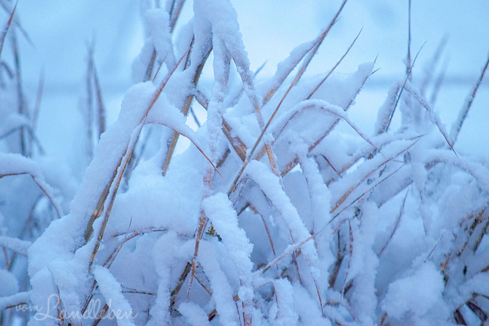 Schnee im Mittelgarten - Januar 2021