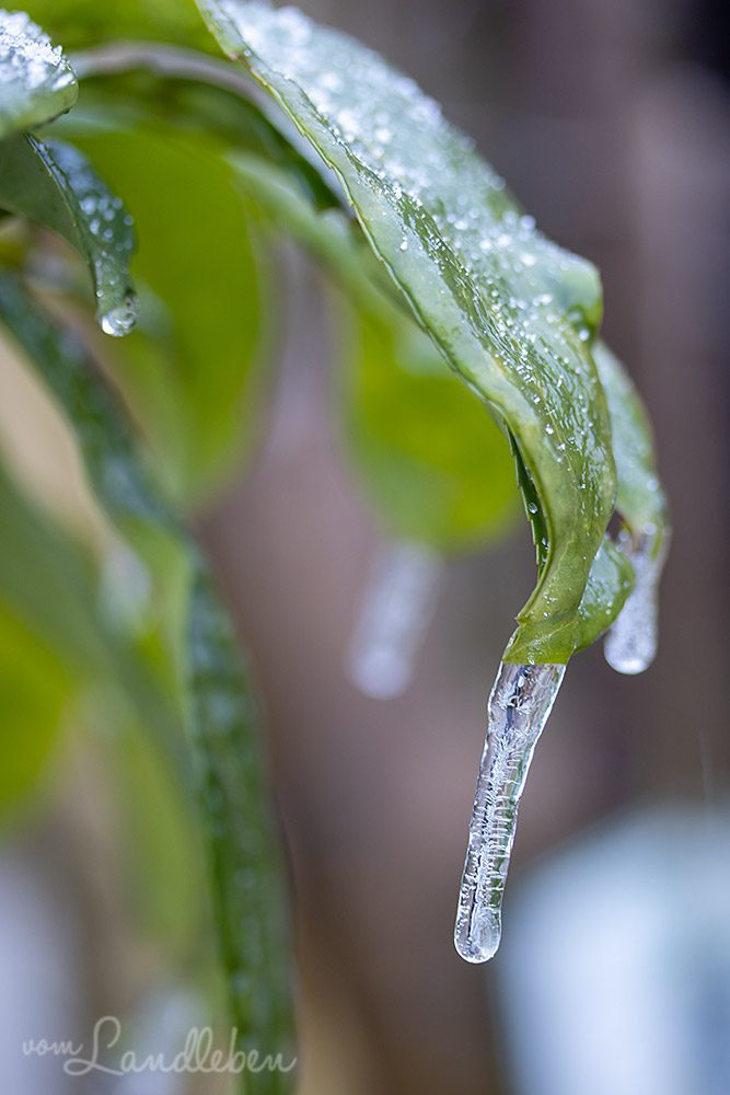 Eiszapfen