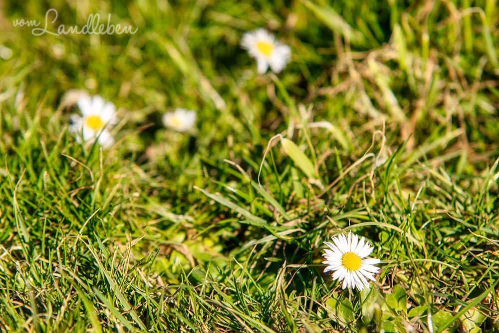 Gänseblümchen