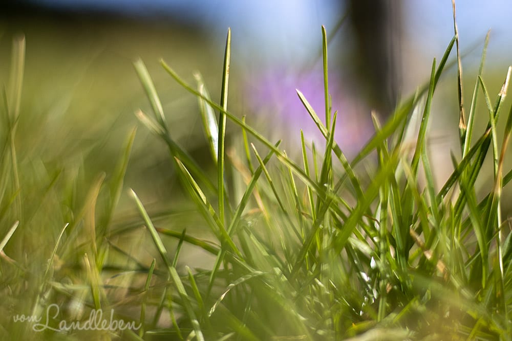 Gras