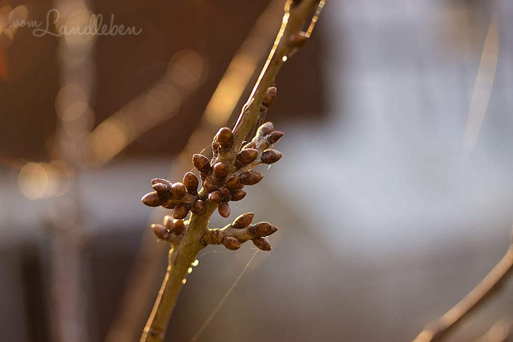 Knospen an der Kirsche