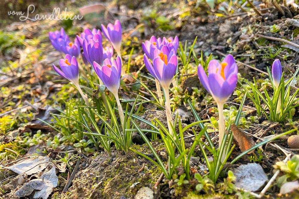 Krokus