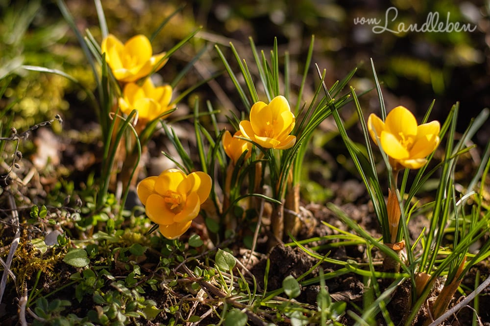 Gelber Krokus