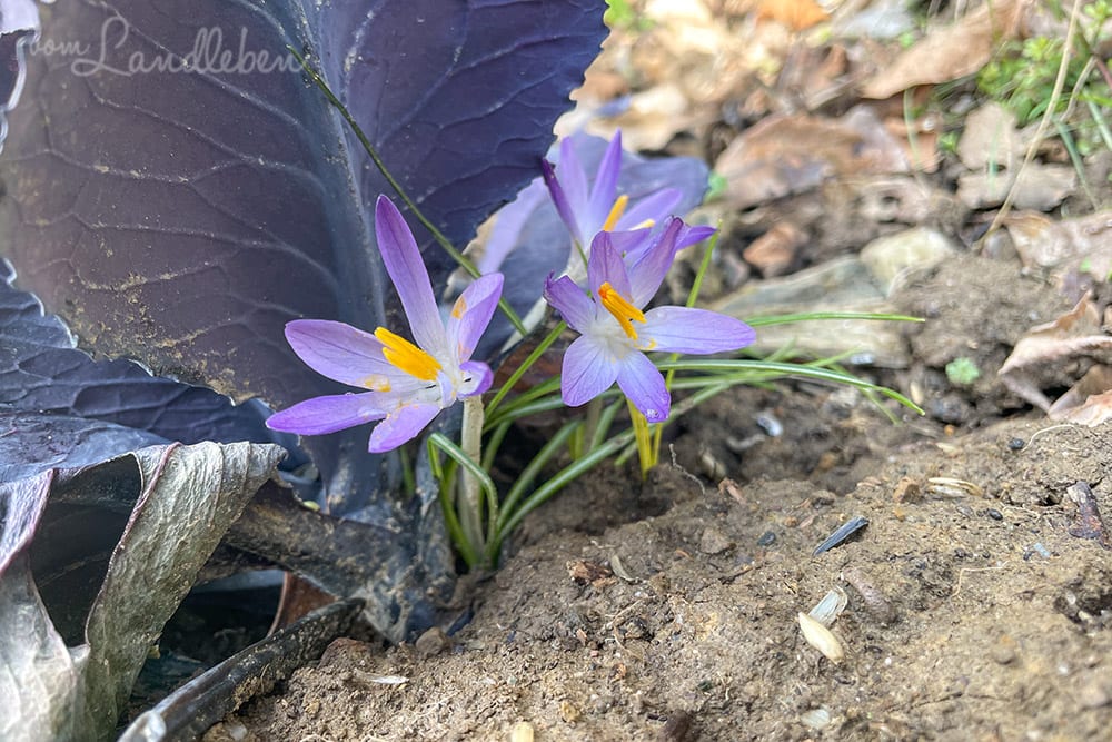 Krokus unter Rotkohl