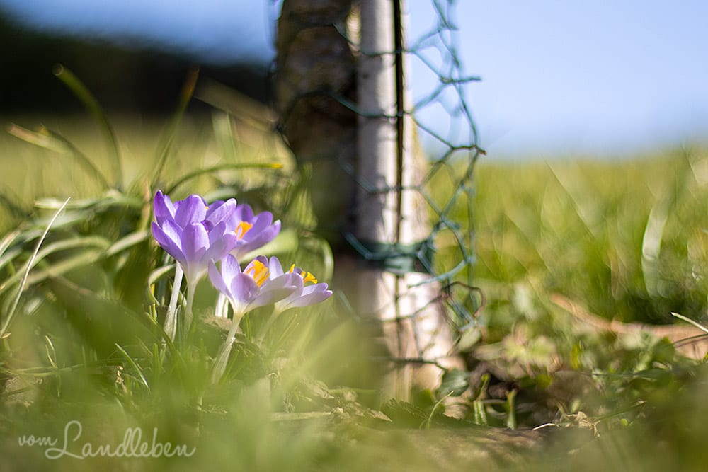 Krokus