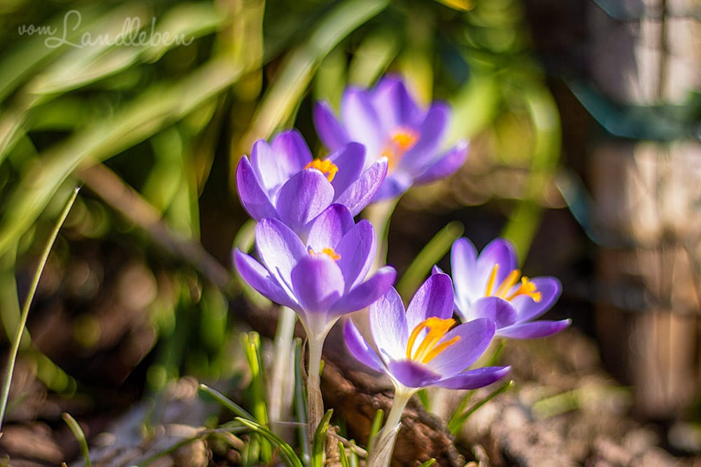 Krokus
