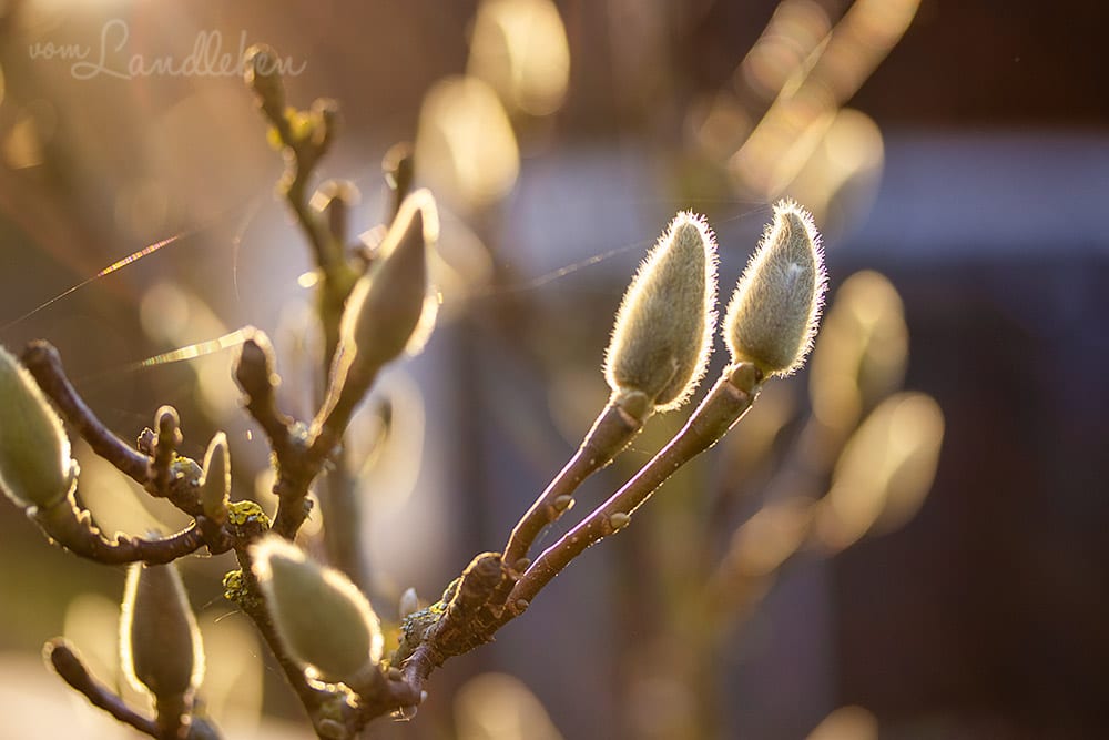 Knospen an der Magnolie