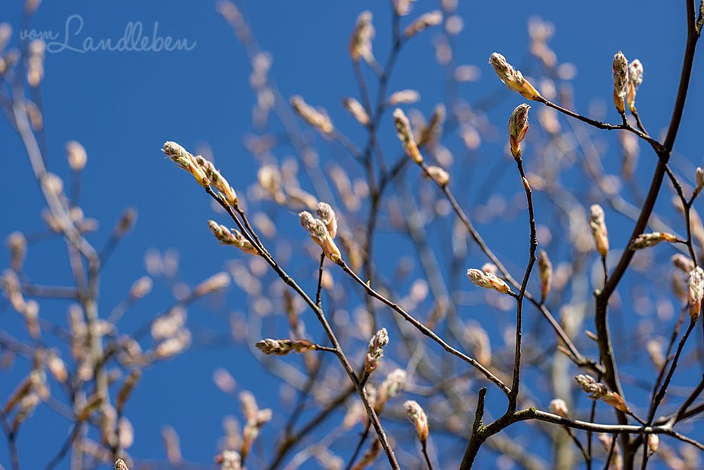 Knospen an der Kupferfelsenbirne
