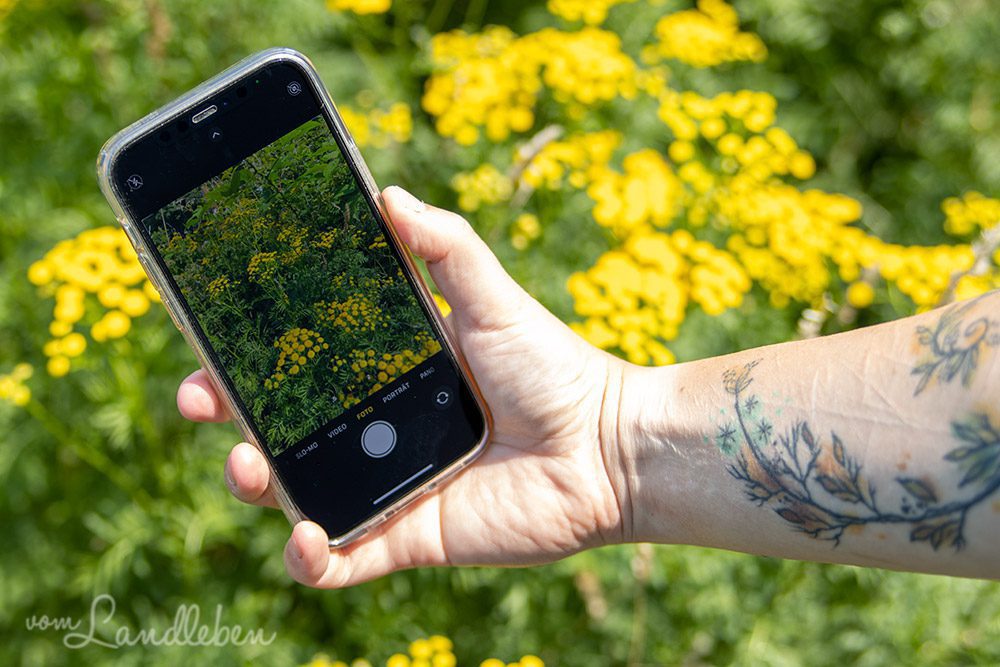 Apps zur Pflanzenbestimmung