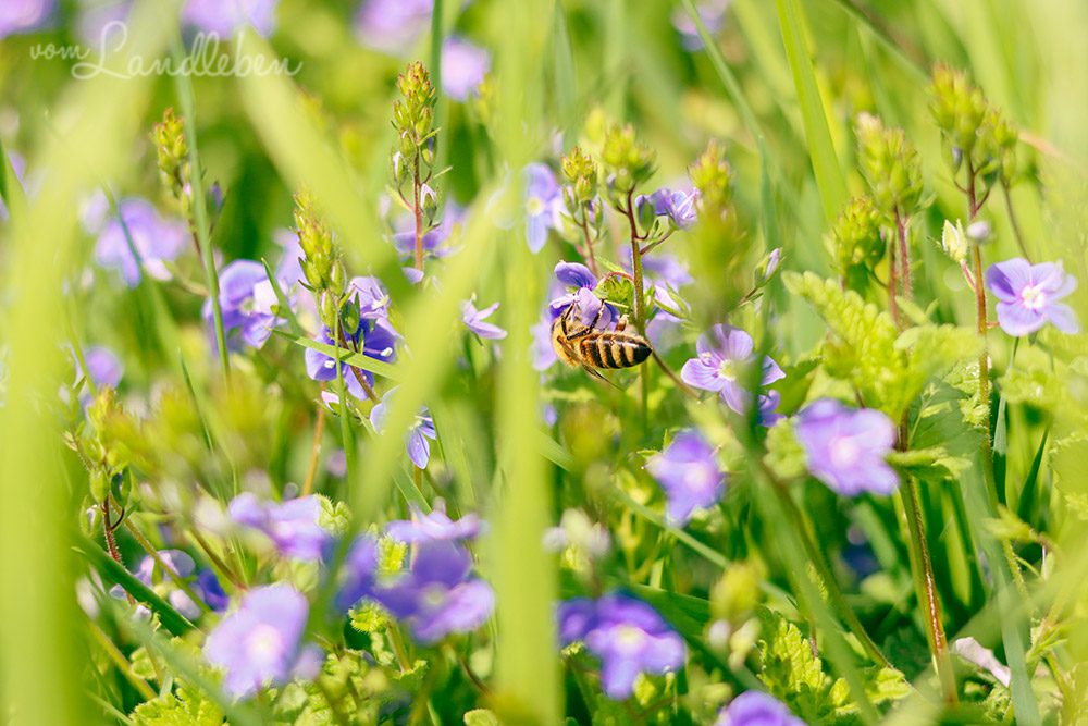 Biene an Ehrenpreis-Blüten
