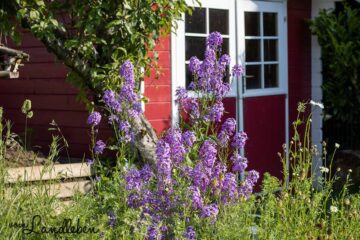 Garten im Juni 2021