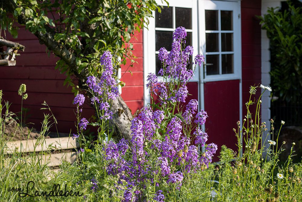 garten-juni-2021-vom-landleben-3