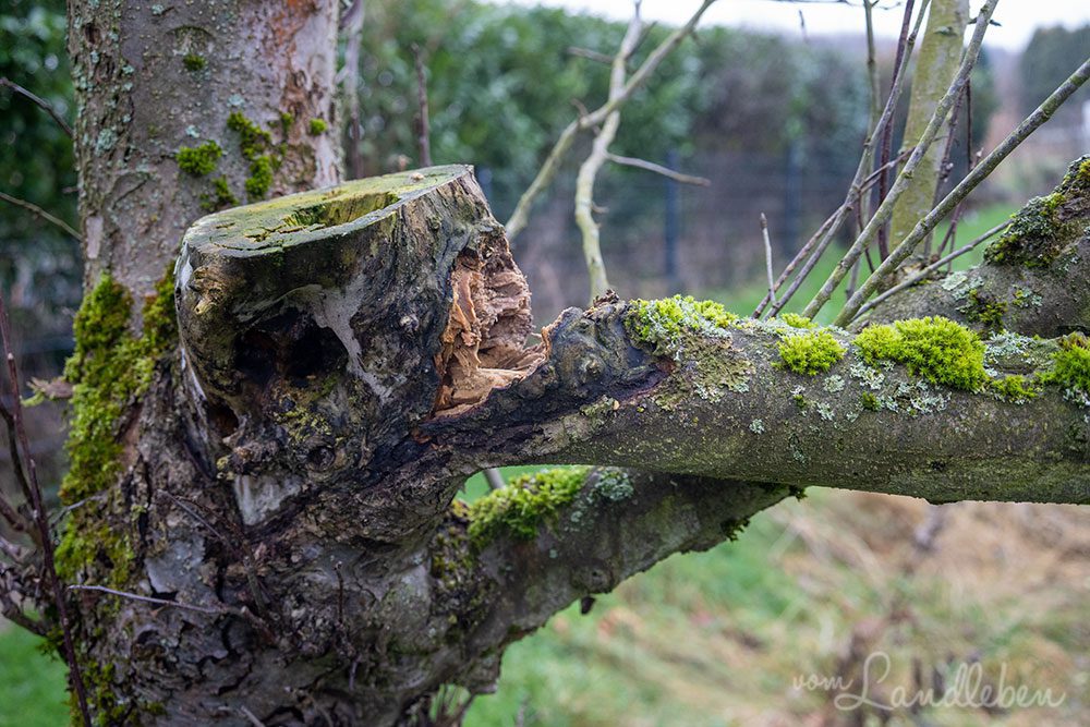 Abgebrochener Ast am alten Apfelbaum