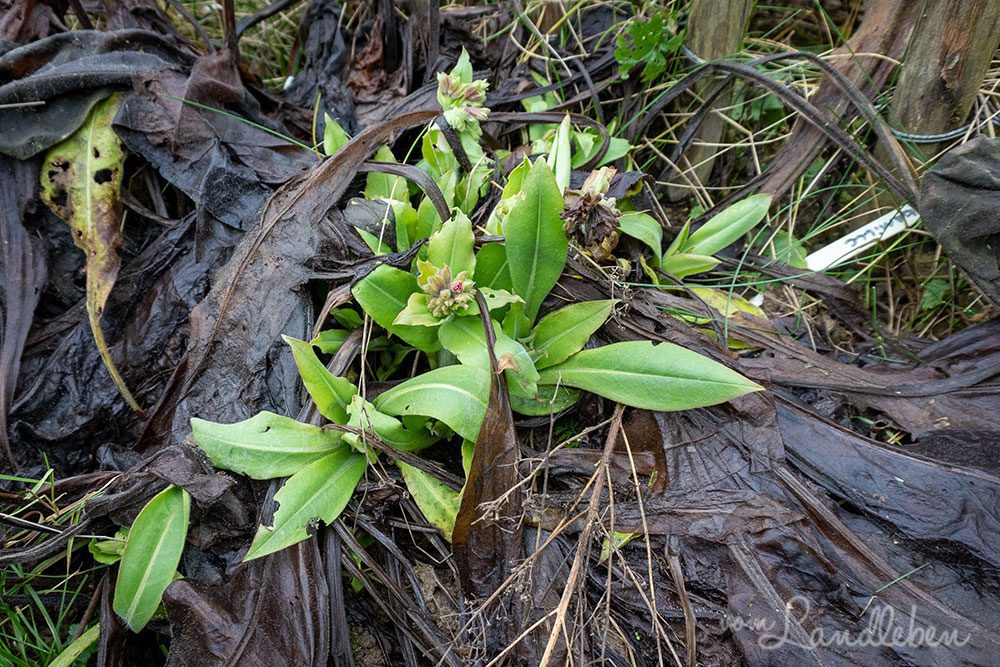 Lungenkraut im Januar 2022