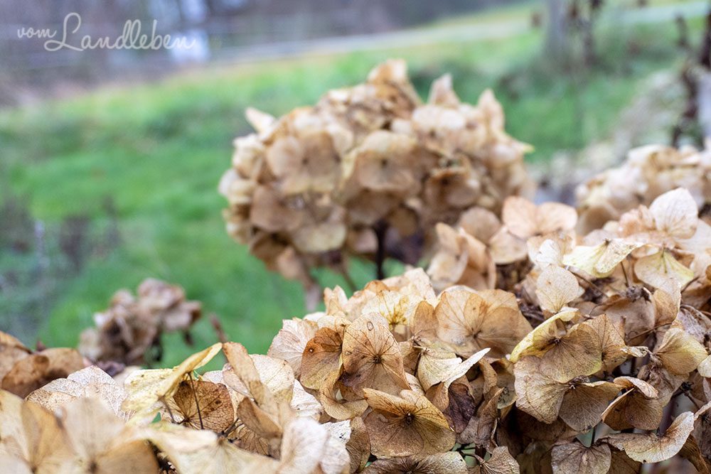 Verblühte Hortensien